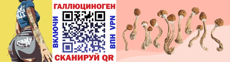 Псилоцибиновые грибы Psilocybine cubensis Порхов